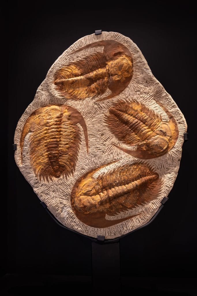 Trilobite fossil found fully formed in Cambrian rock, showing why the fossil record doesn’t support evolution